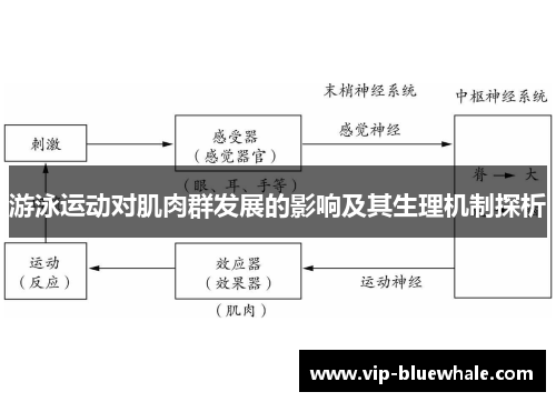 游泳运动对肌肉群发展的影响及其生理机制探析